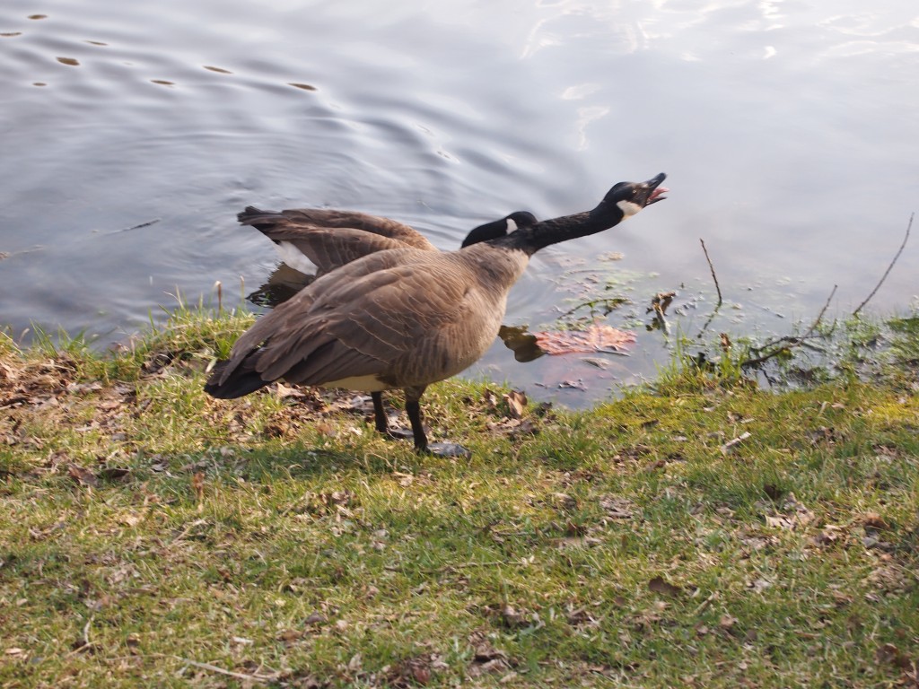 Indiana Goose, April 18, 2014