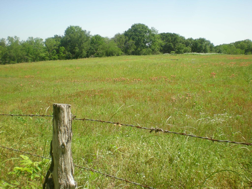 Wildflowers, Central Texas, April 2014