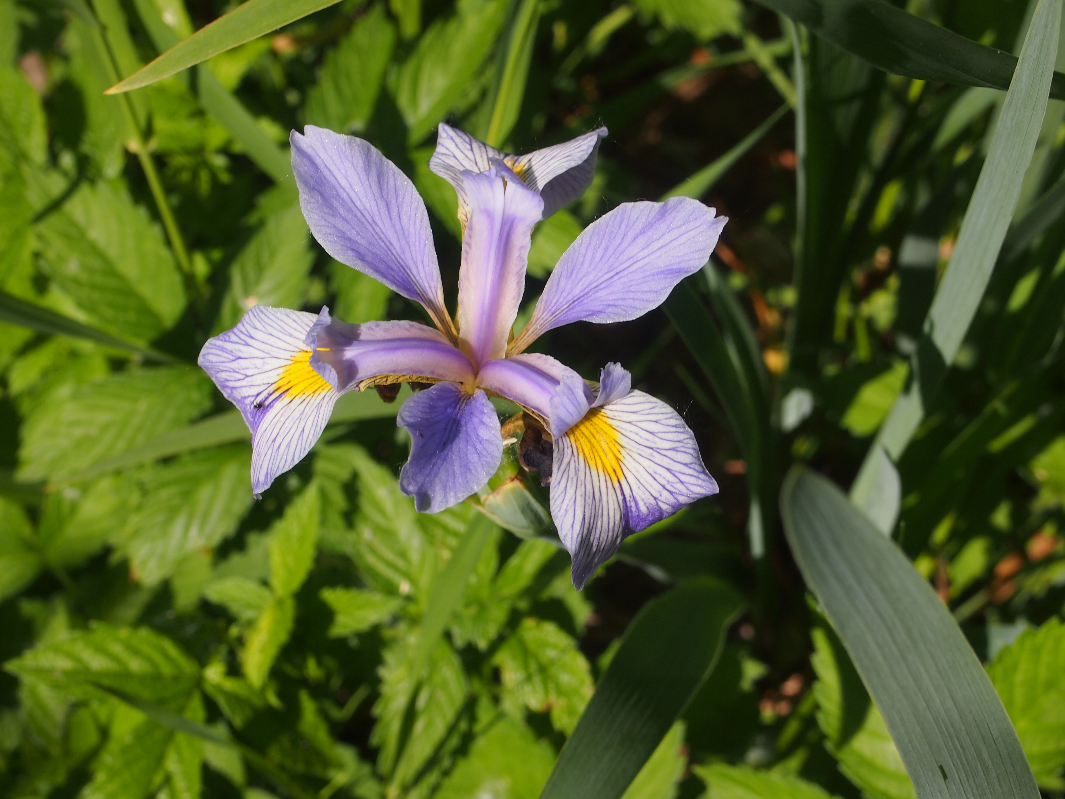 Iris, June 2014