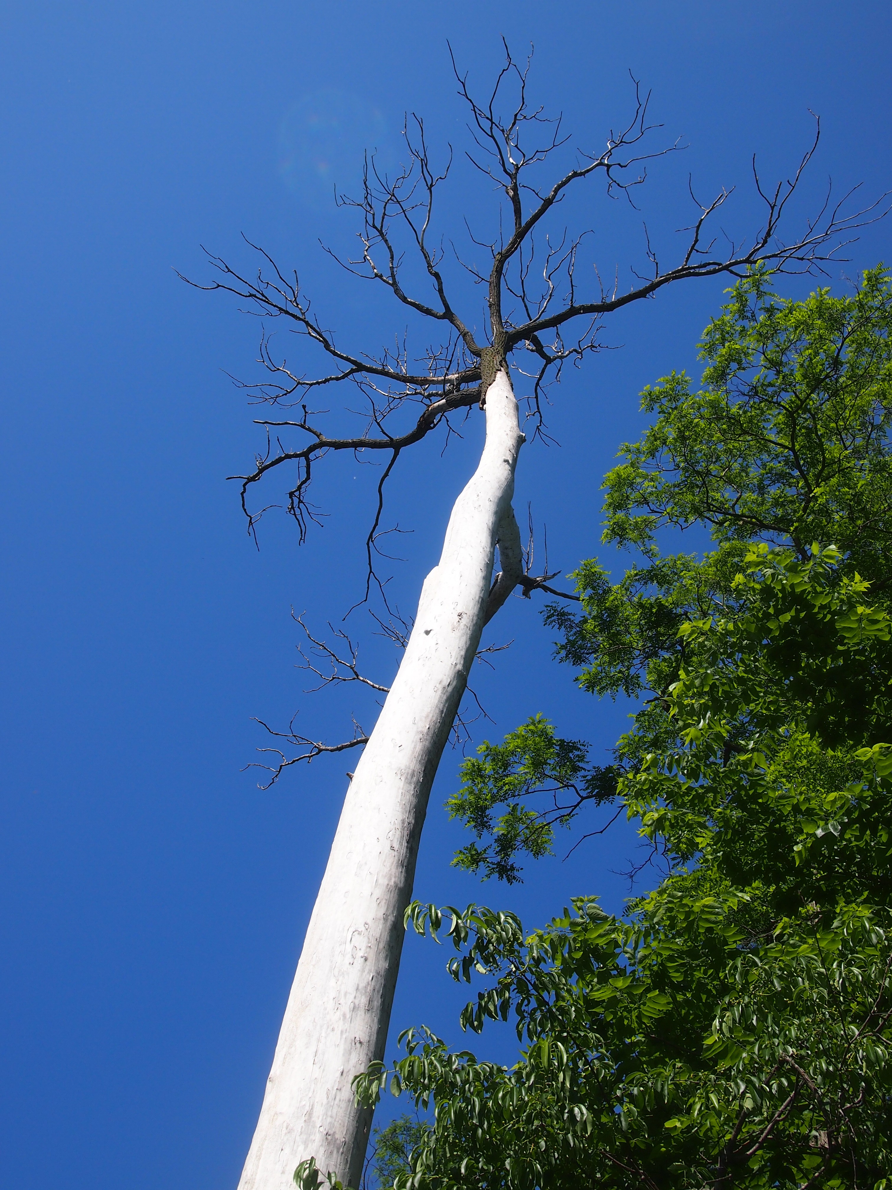 Spring Valley tree, June 2014