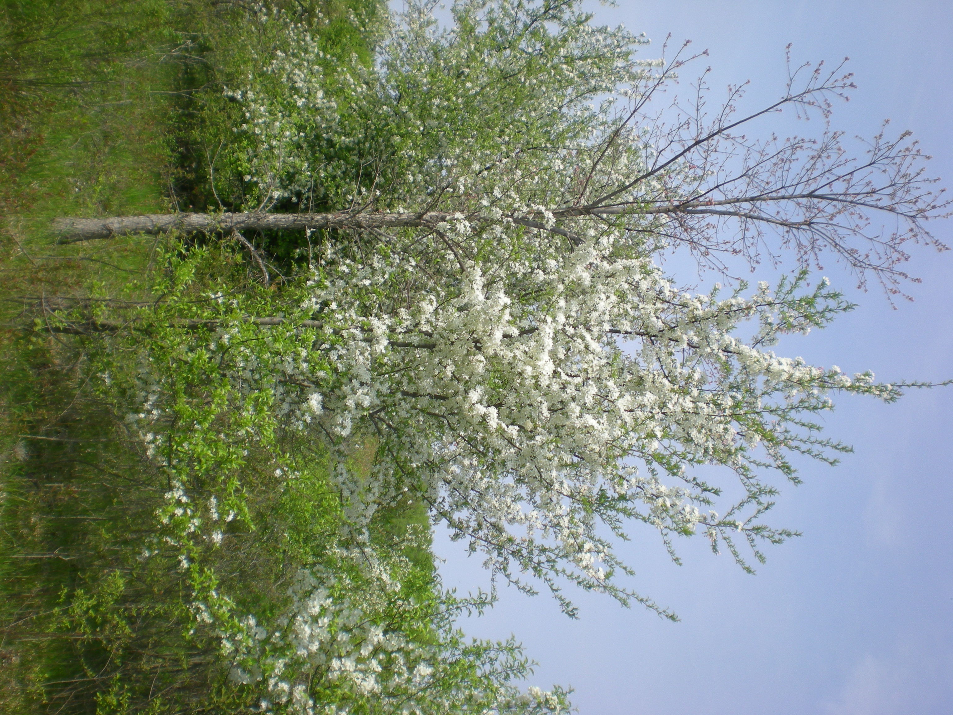 Poplar Creek Forest Preserve