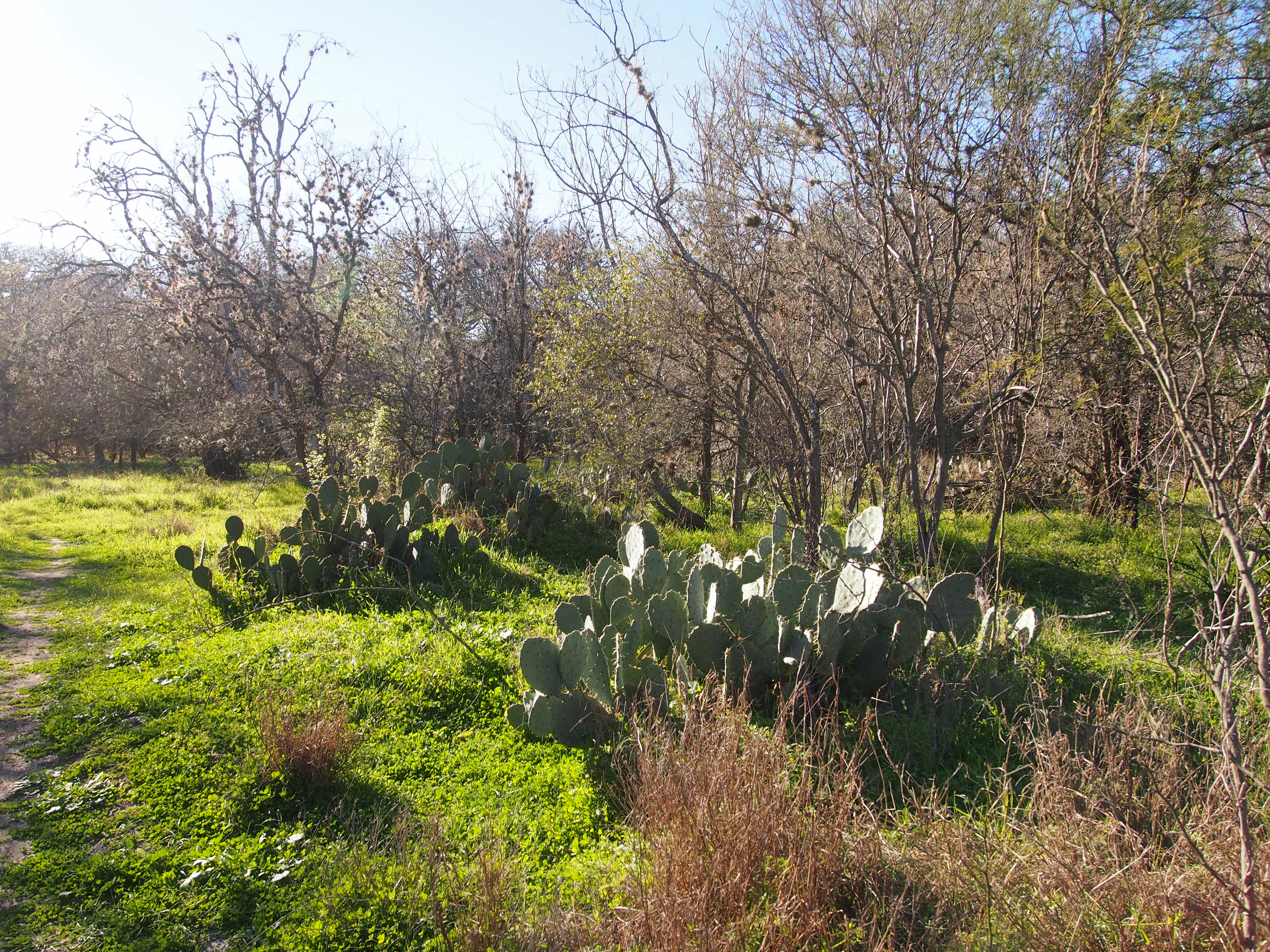 Salado Creek Greenway San Antonio