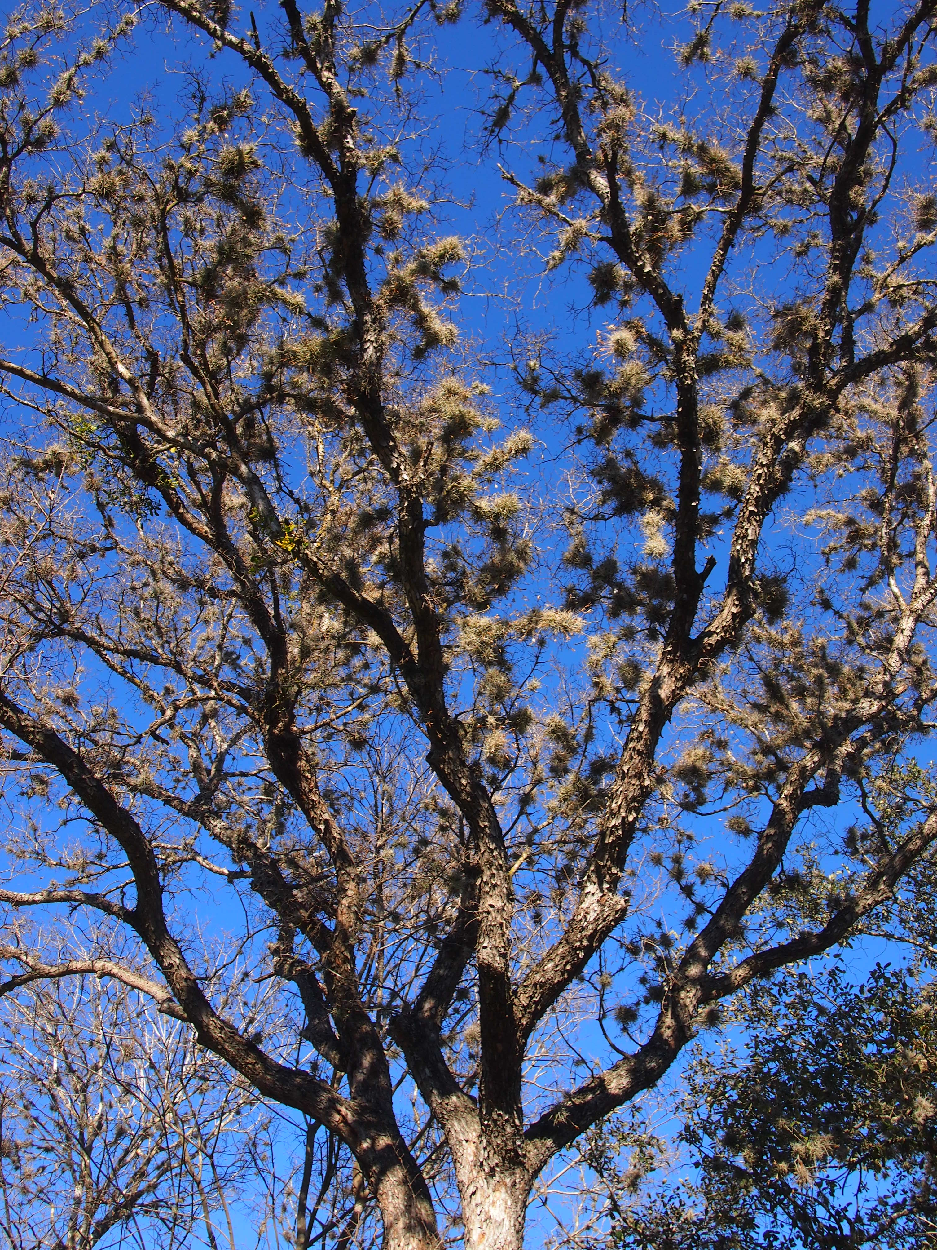 Salado Creek Greenway San Antonio