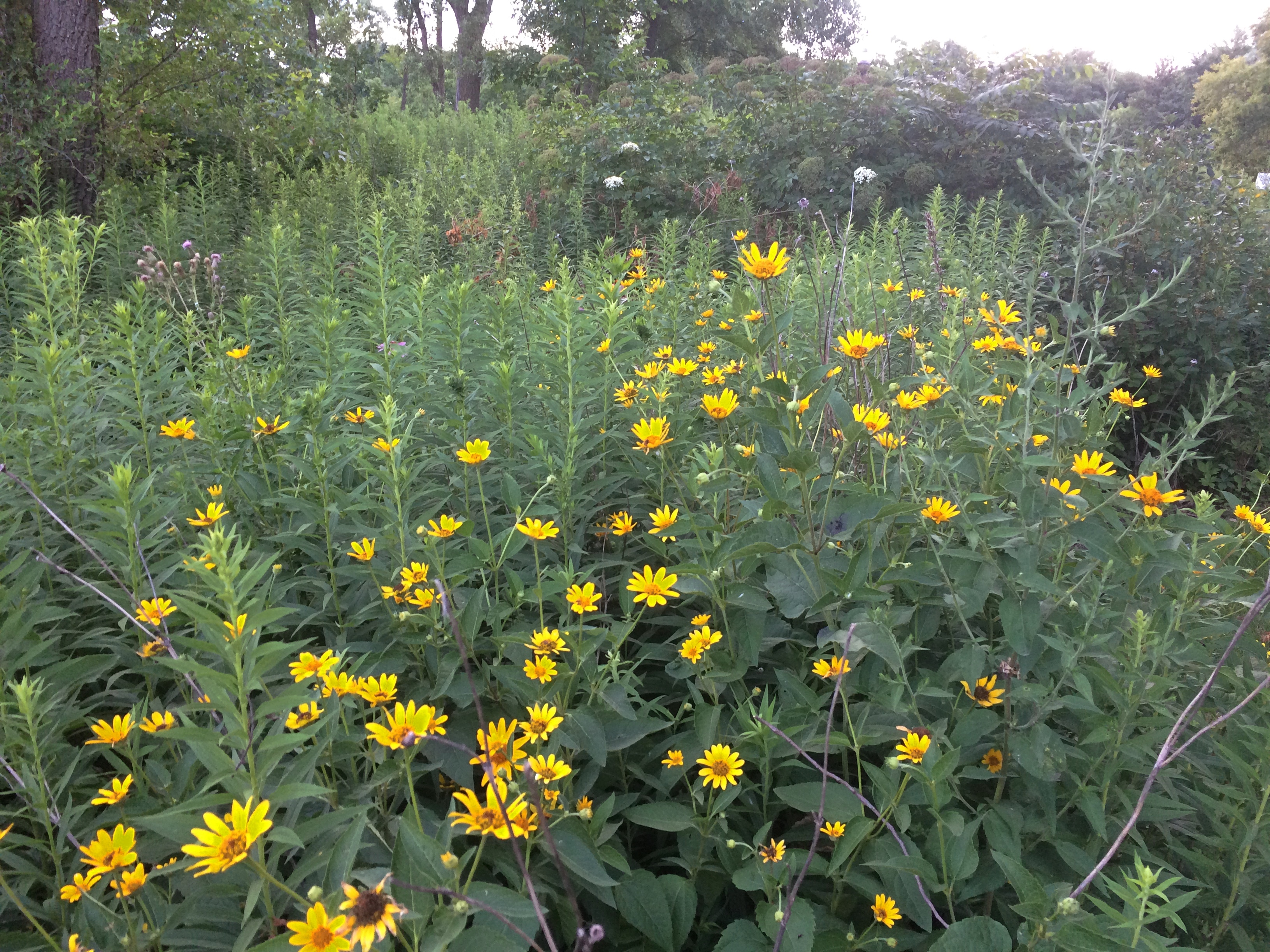 Olde Schaumburg Centre Park