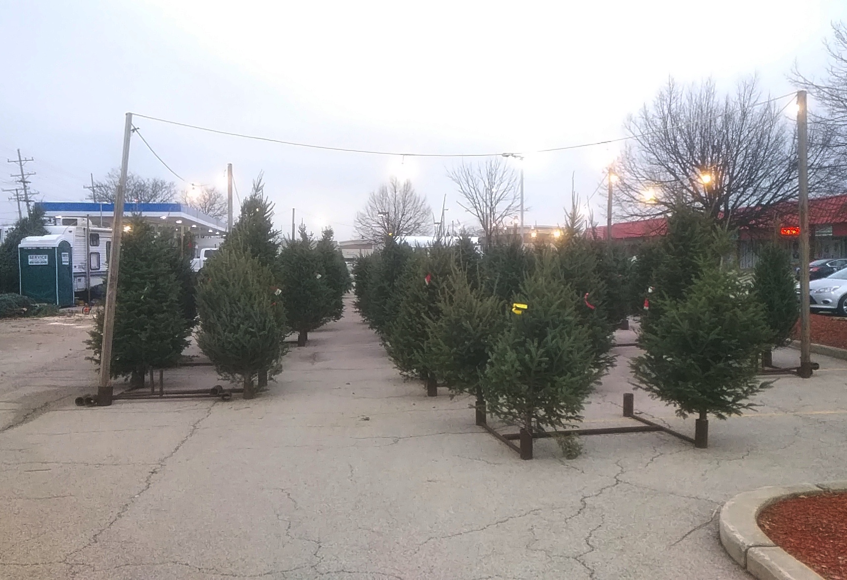 Xmas Tree Lot