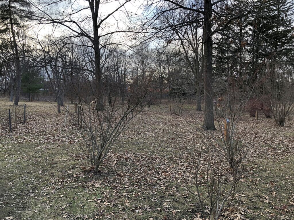 Bob Link Arboretum