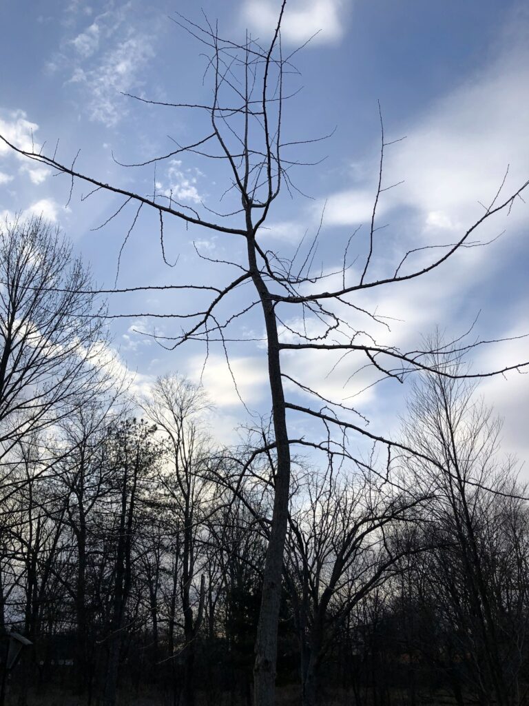 Bob Link Arboretum