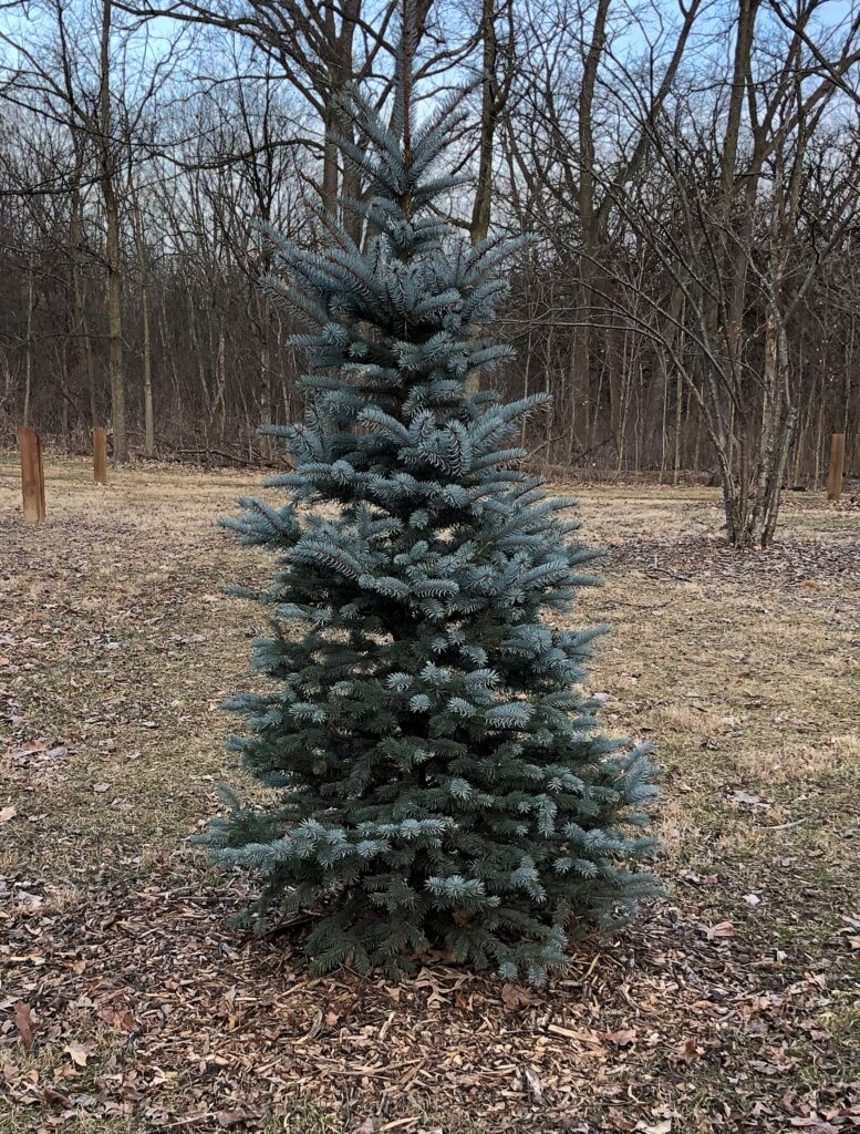 Bob Link Arboretum