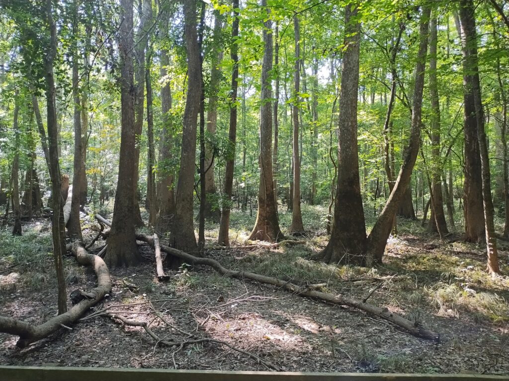 Congaree NP
