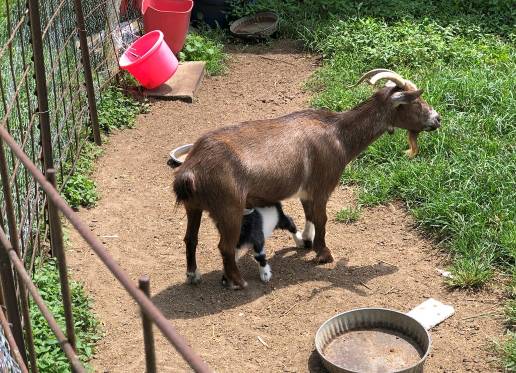 Goat, Billie Creek Village