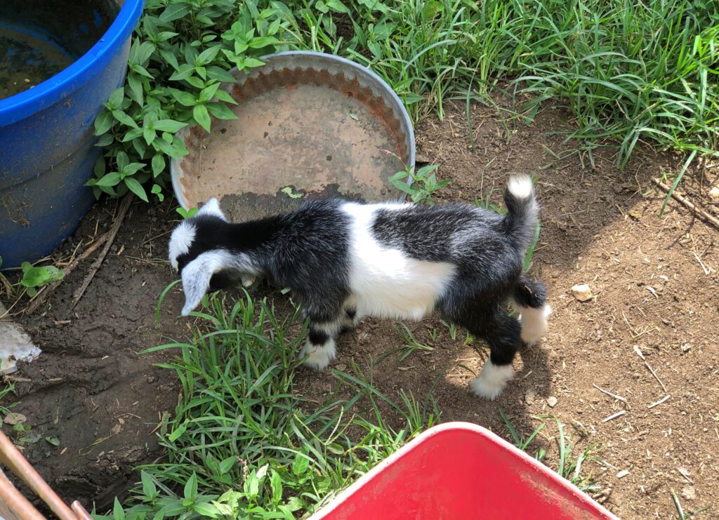 Goat, Billie Creek Village