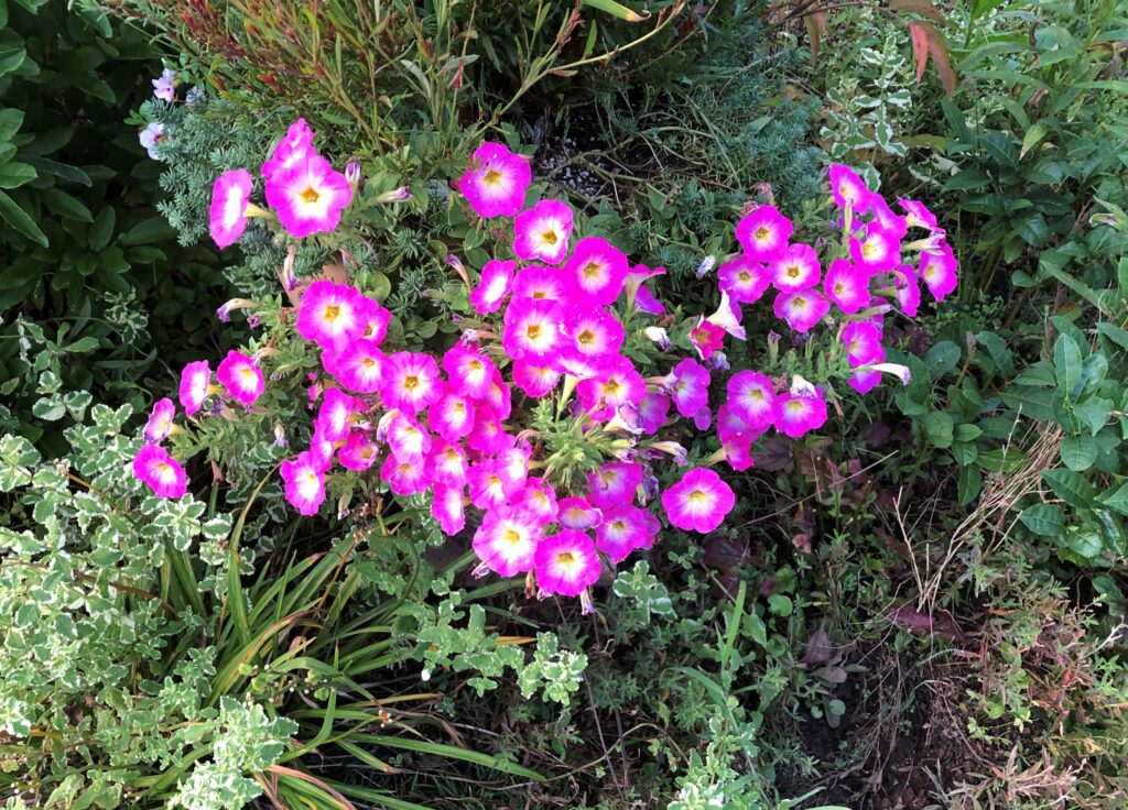 UGA Extension Garden