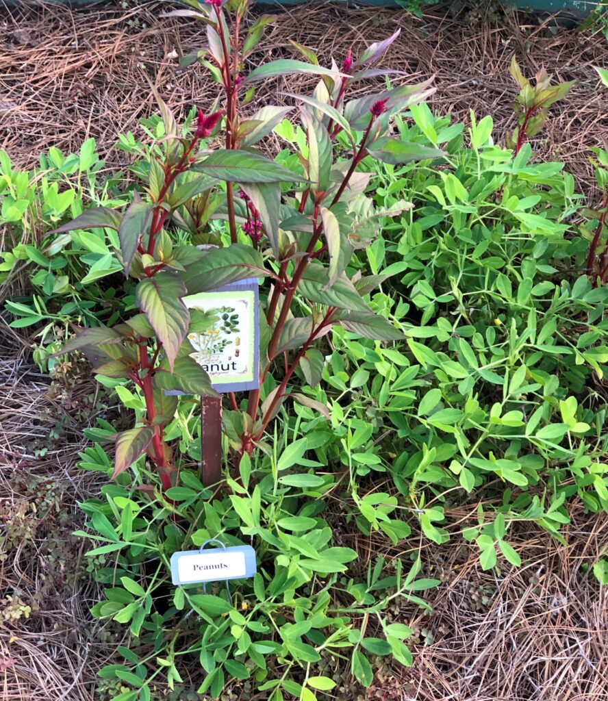 UGA Extension Garden