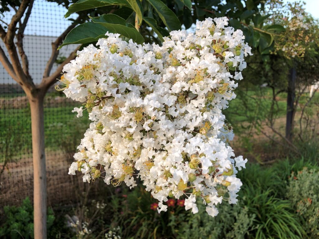 UGA Extension Garden