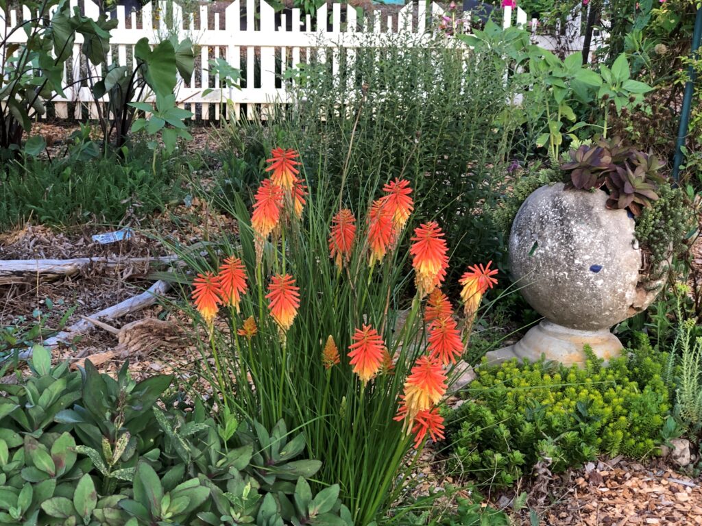 UGA Extension Garden