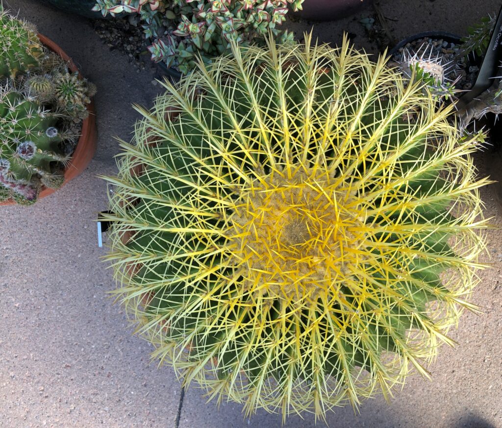 Denver Botanic Garden