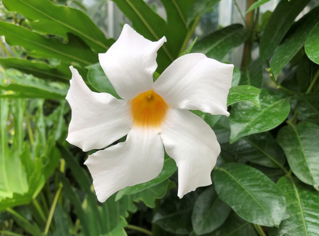 Denver Botanic Garden