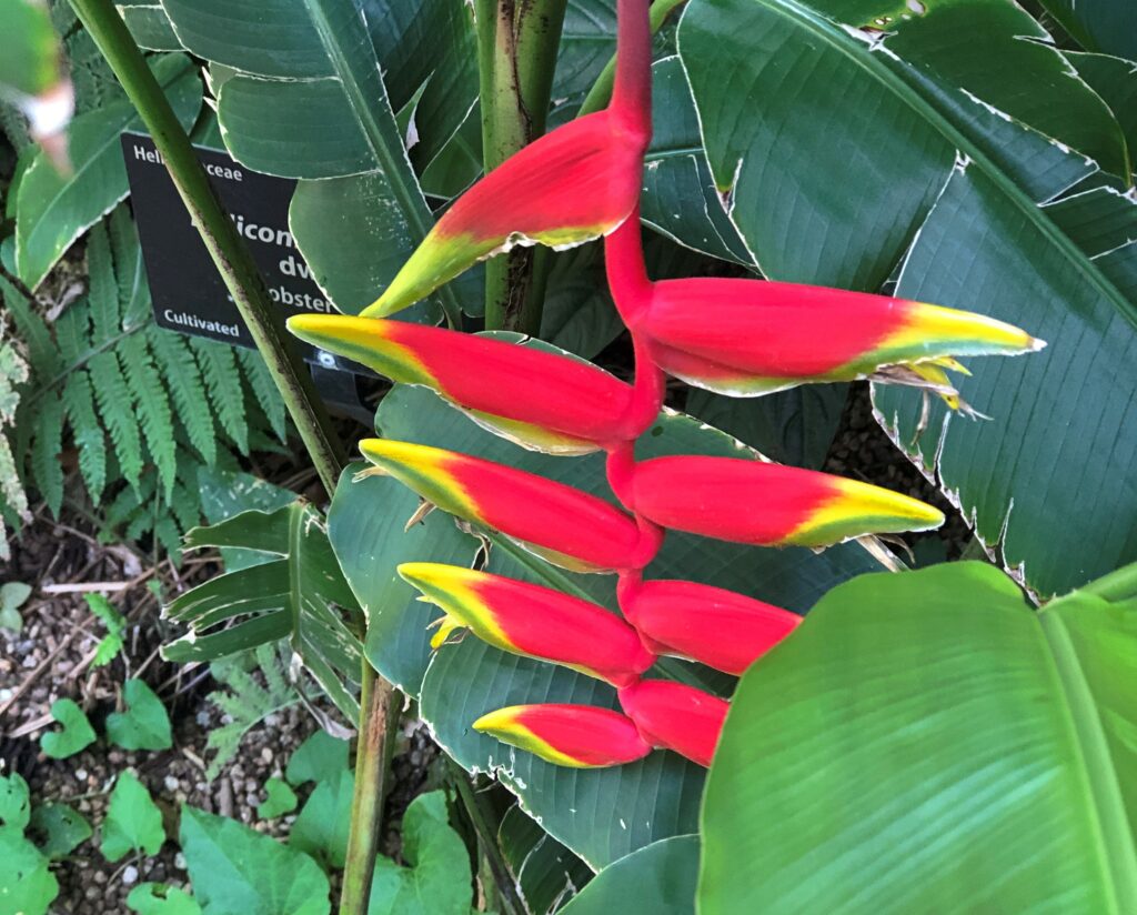 Denver Botanic Garden
