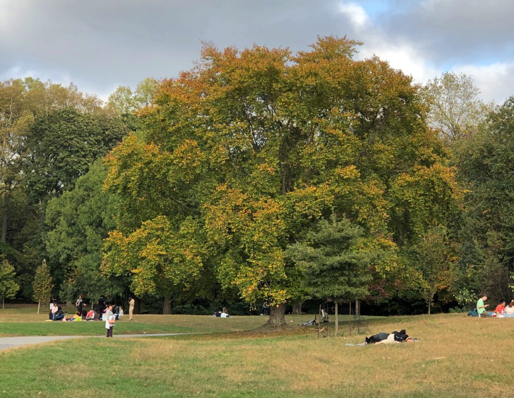 Prospect Park Oct 2025