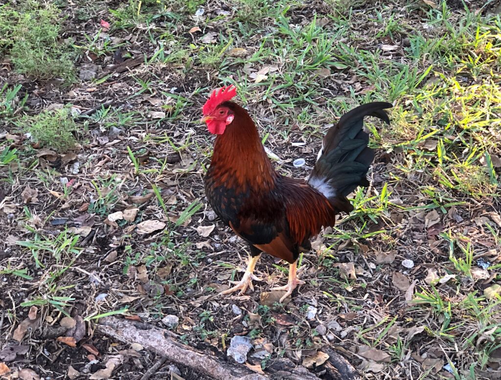 Key West rooster
